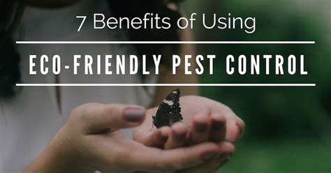 Pest magic 101: everything you need to know